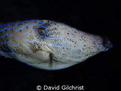 Encountered this beautiful Scibbled (Scrawled)FileFish du... by David Gilchrist 